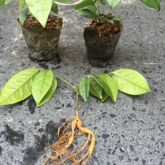 江门 高产结薯牛大力苗(十二年种苗繁育和种植经验)