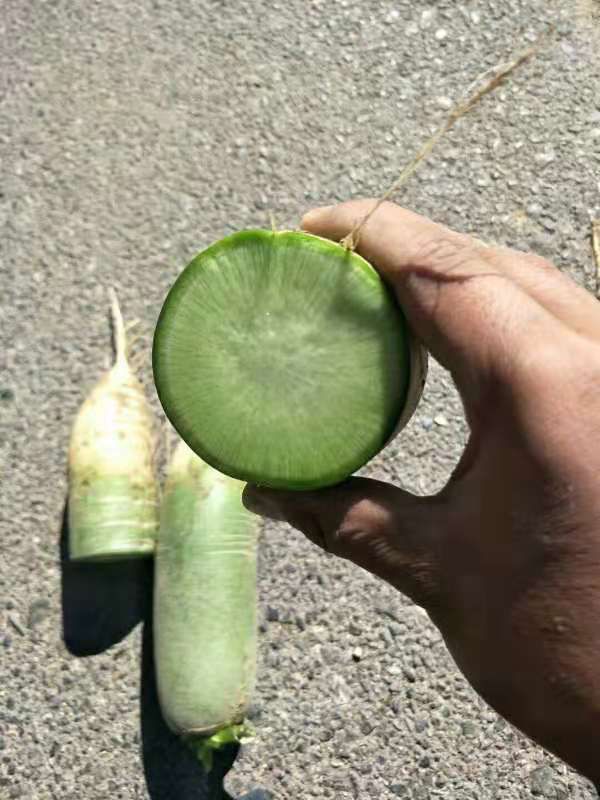 红皮萝卜 吉林省四平市公主岭市 1~1.5斤