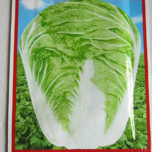 淄博 早熟高产黄心大白菜种子秋播秋黄62耐热大白菜蔬菜种孑秋季田园