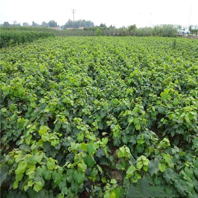  马奶提子葡萄无核奶油葡萄白牛奶葡萄苗 南方北方种植当年结