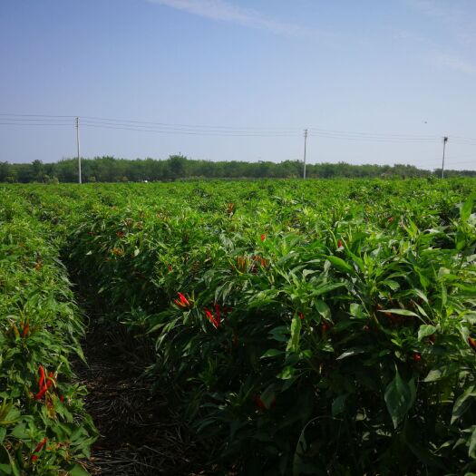 辽源 大量高辣天问5号红辣椒上市，有需要请联系我。