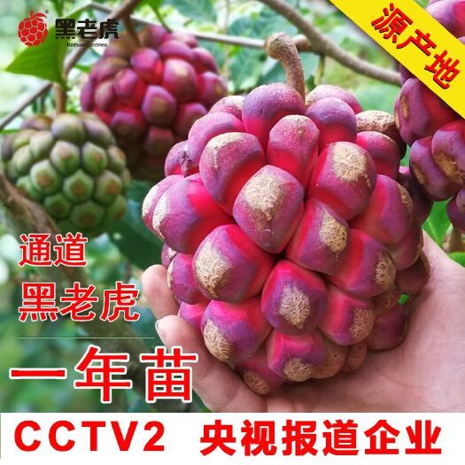 靖州县粉红黑老虎苗 黑老虎1-2年苗15-20公分高