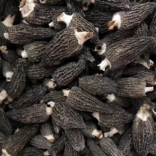  羊肚菌剪腳精品貨