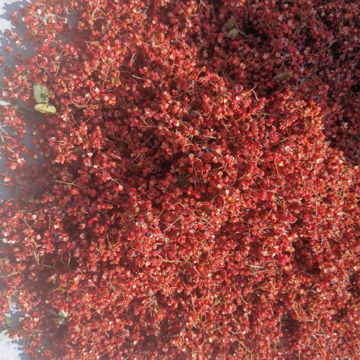 平顺县大红袍花椒 平顺大红袍