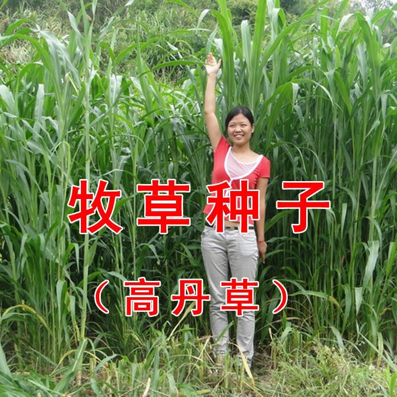沭阳县高丹草种子 牧草种子猪牛羊鱼草杂交苏丹草 高产草籽鱼草