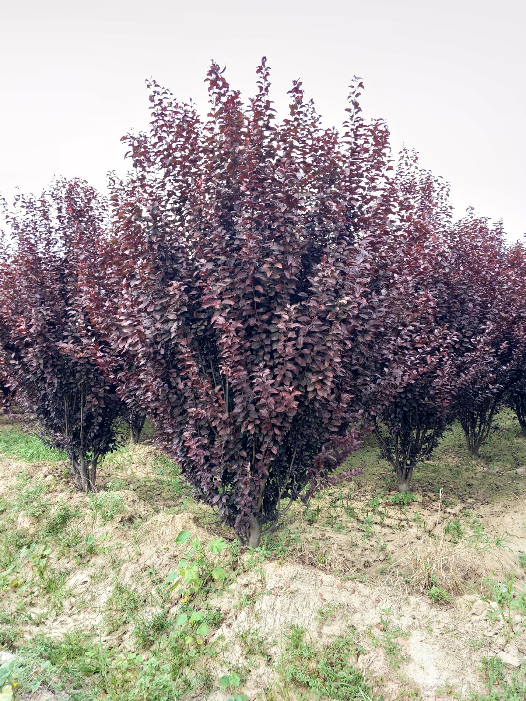 丛生紫叶李树图片