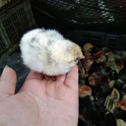沭阳县 彩色笨鸡苗