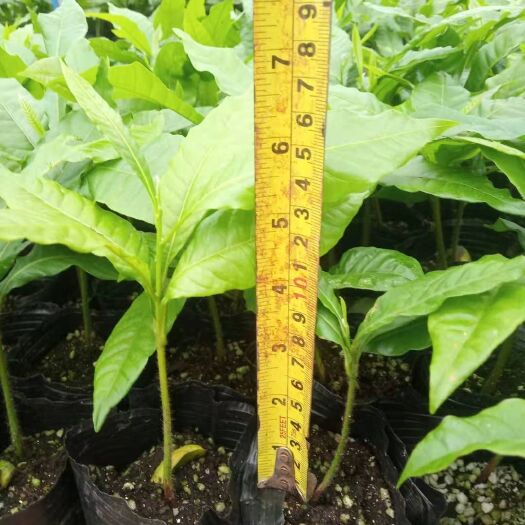 广州 大量黄晶果苗各种嘉宝果苗白柿苗