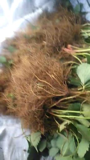 平度市甜宝草莓苗 现场起苗，诚信经营，无害病苗，质量保证