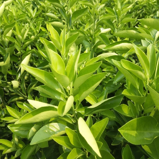 松滋市夏橙树苗 夏橙苗
