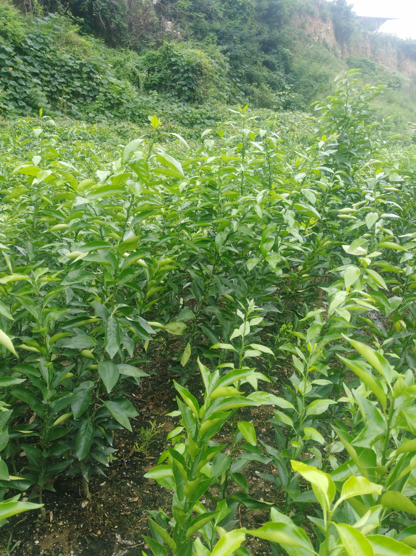 爱媛38号柑桔苗 嫁接苗 1~1.5米