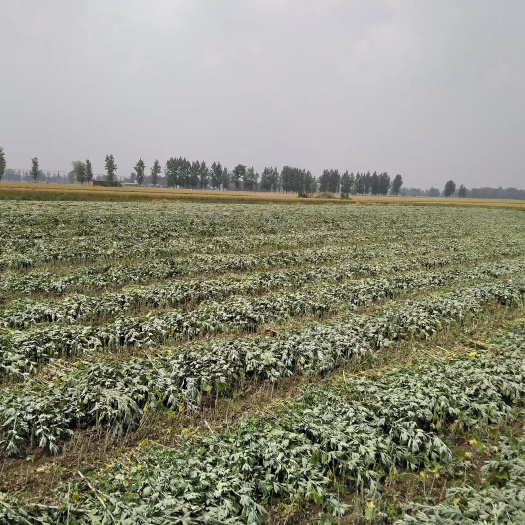 产地只发全科艾草，大艾叶量大从优价格美丽