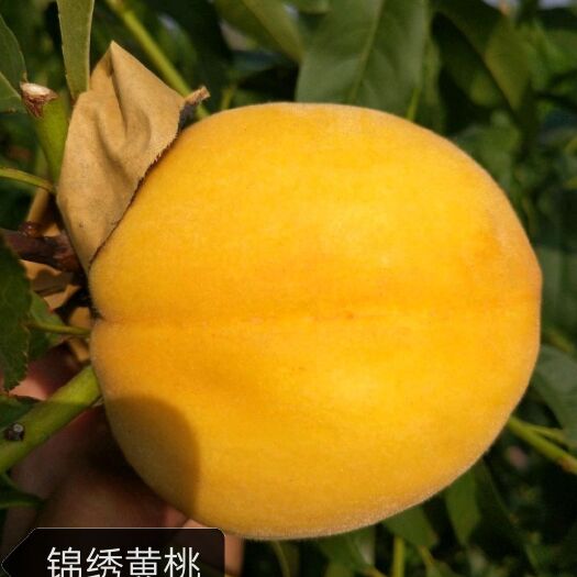 平邑县黄桃树苗 桃苗