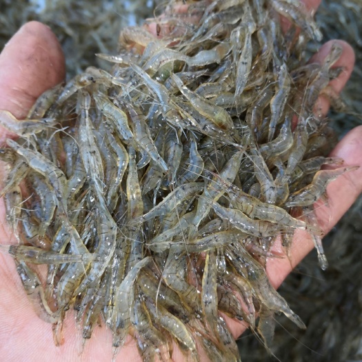 潜江市白米虾 天天有货，货源稳定，