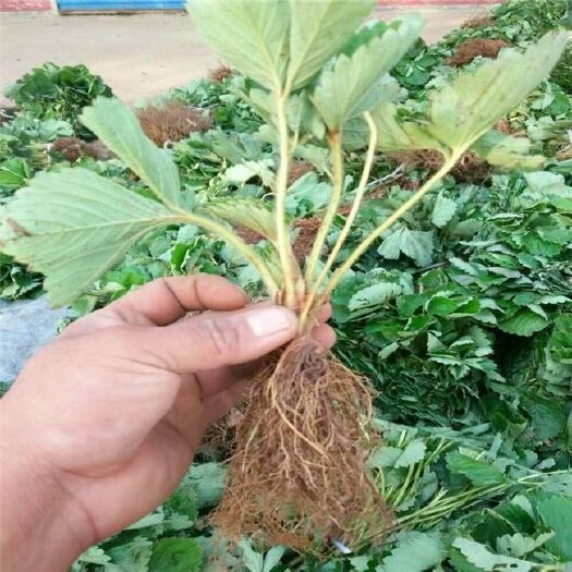 平邑县 章姬草莓苗 现挖现发 泡沫箱加冰 保湿发货 包成活率