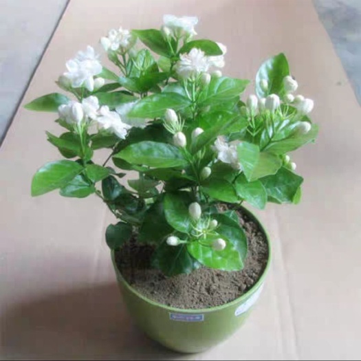 横州市白色茉莉 1块钱一棵，需要大量找我