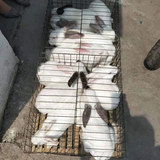 嘉祥县 兔，种兔，新西兰兔价格，养殖