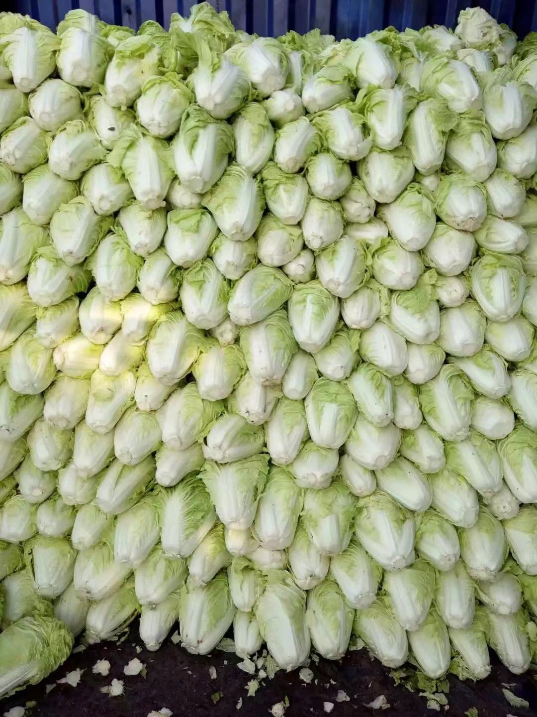 黄心大白菜  夏阳白菜，抗热王白菜，山东大白菜肥城大量供应