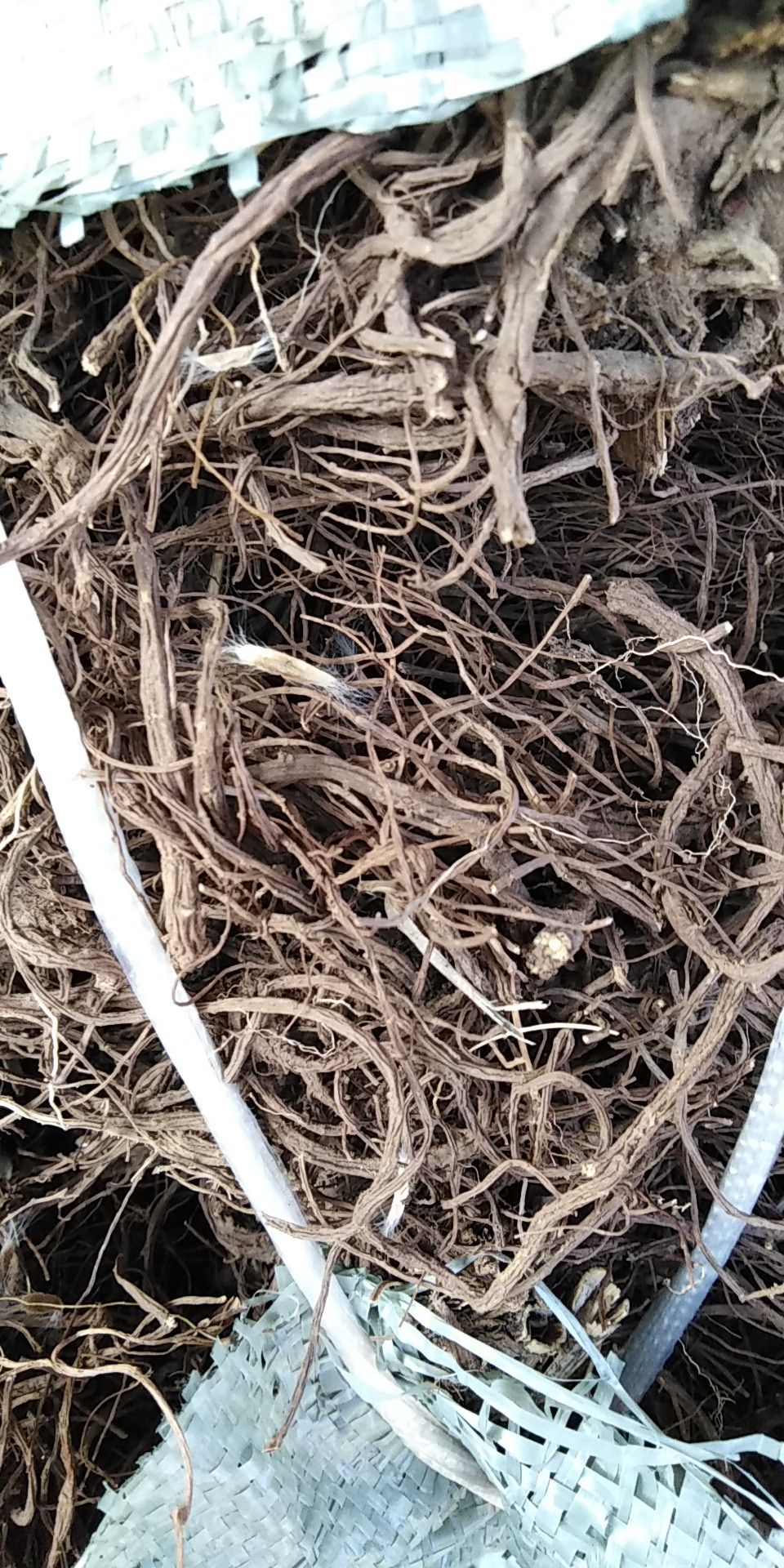 藁本 藳苯三年鲜货