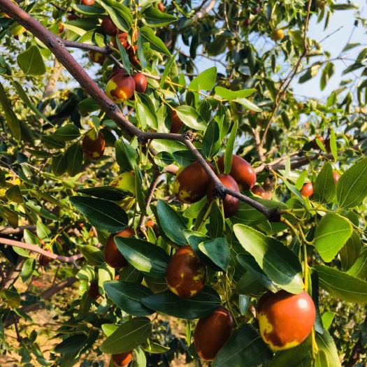 夏县山西红枣 新鲜大枣每天采摘