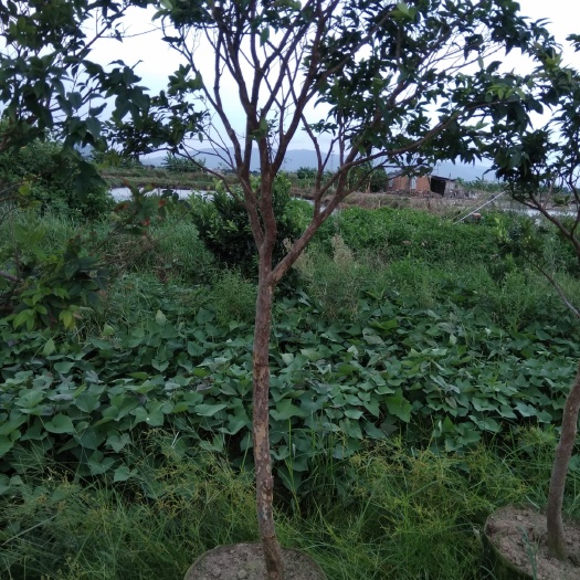 饶平县 嘉宝果，四季嘉宝果，四季红妃，树葡萄，