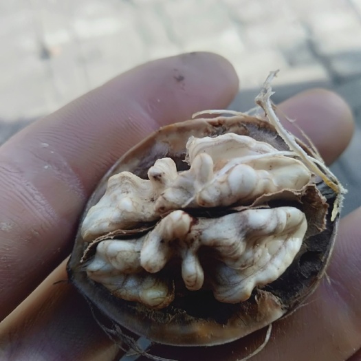 和硕县 新疆孕皮核桃