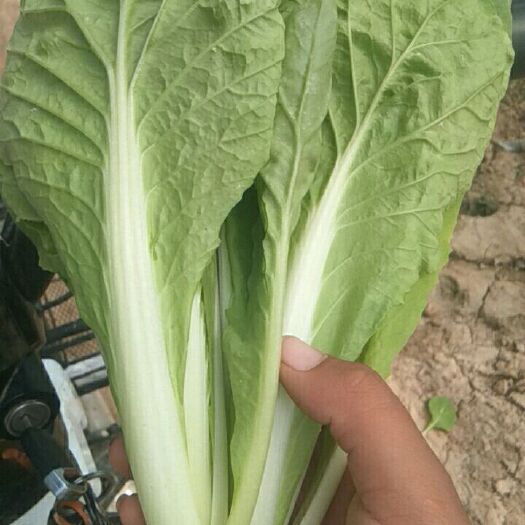 曹县 快菜