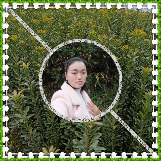 靖州县东魁杨梅树苗