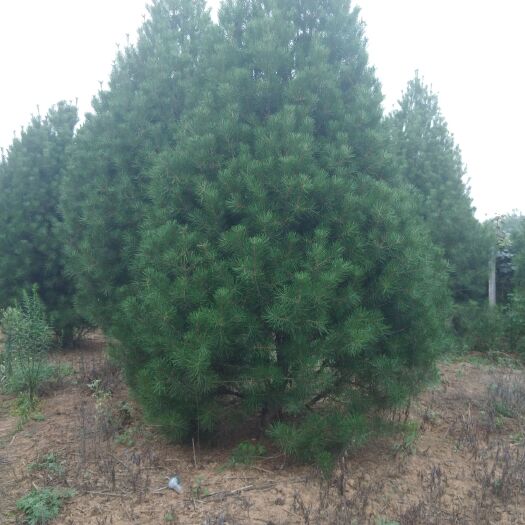 周至县 大量供应五米白皮松