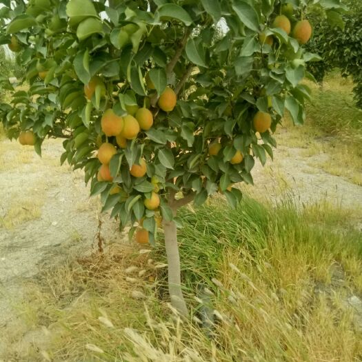 库尔勒市 库尔勒香梨，好吃，好看，味着真香