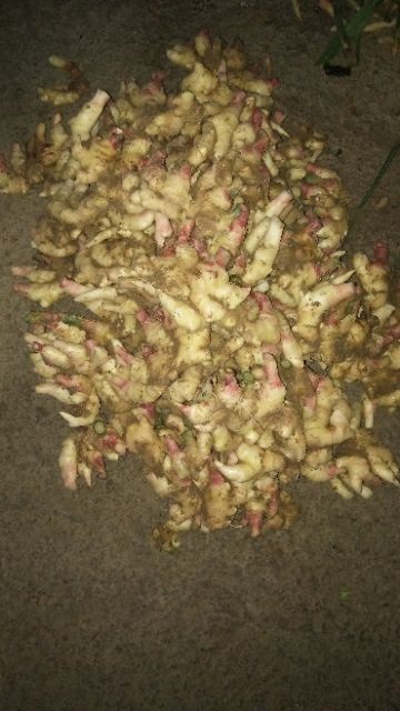 通道县品质优良深山里的小黄姜
