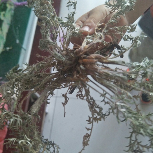 翻白草，干净无杂质，包邮。