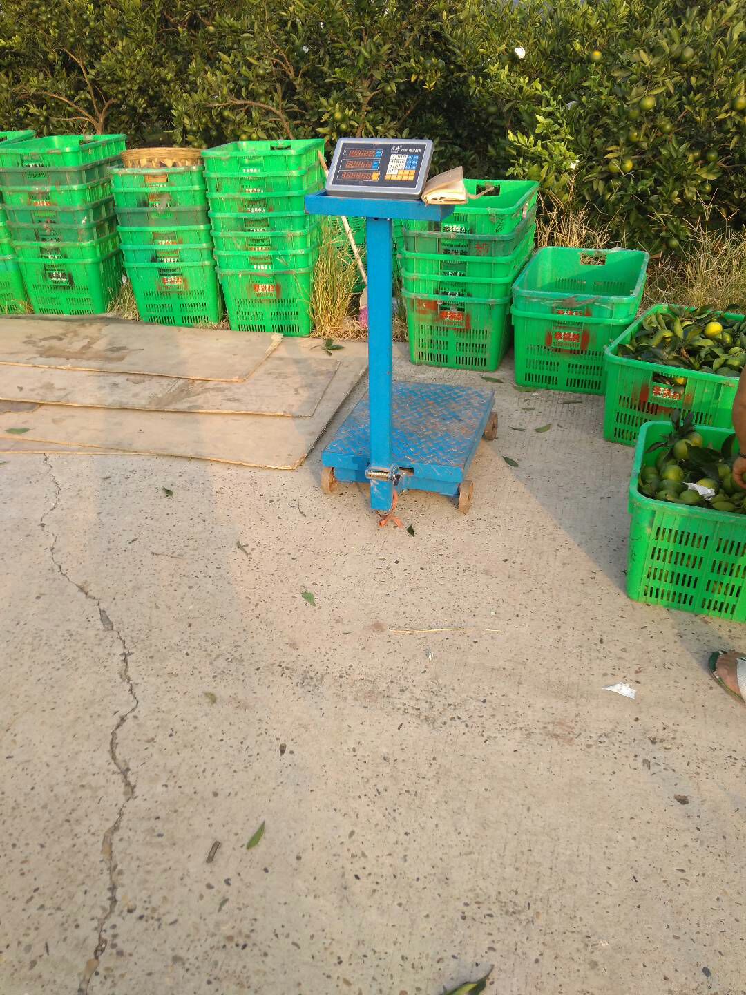 蜜桔  普早蜜橘现大量上市量大重优，货直发毛全国