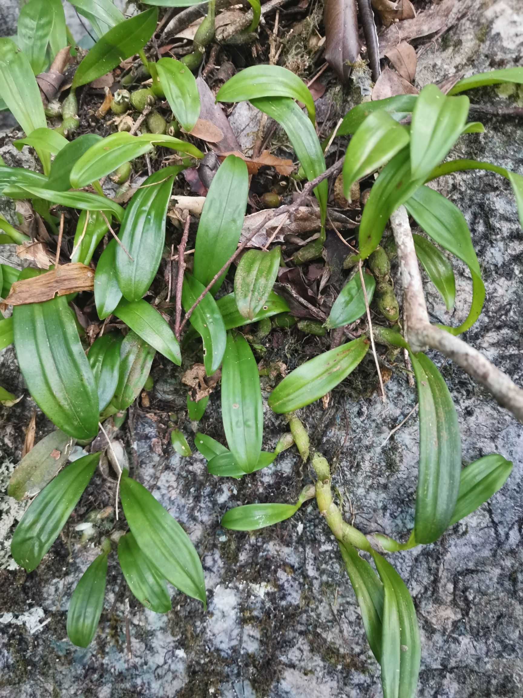石橄榄