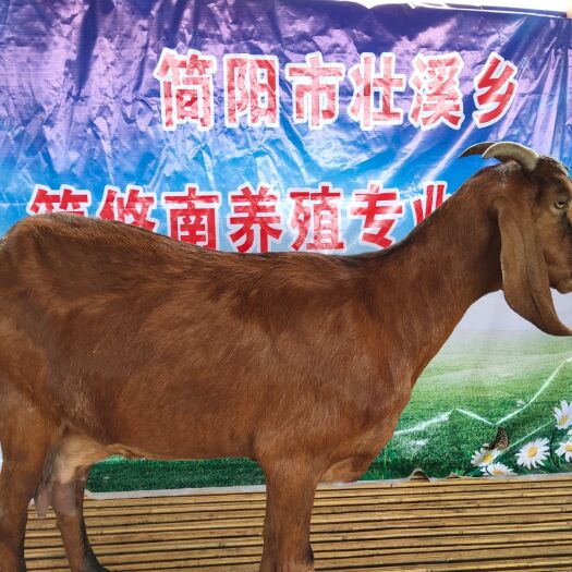 简阳市羊 简阳大耳羊 黄简阳大耳山羊