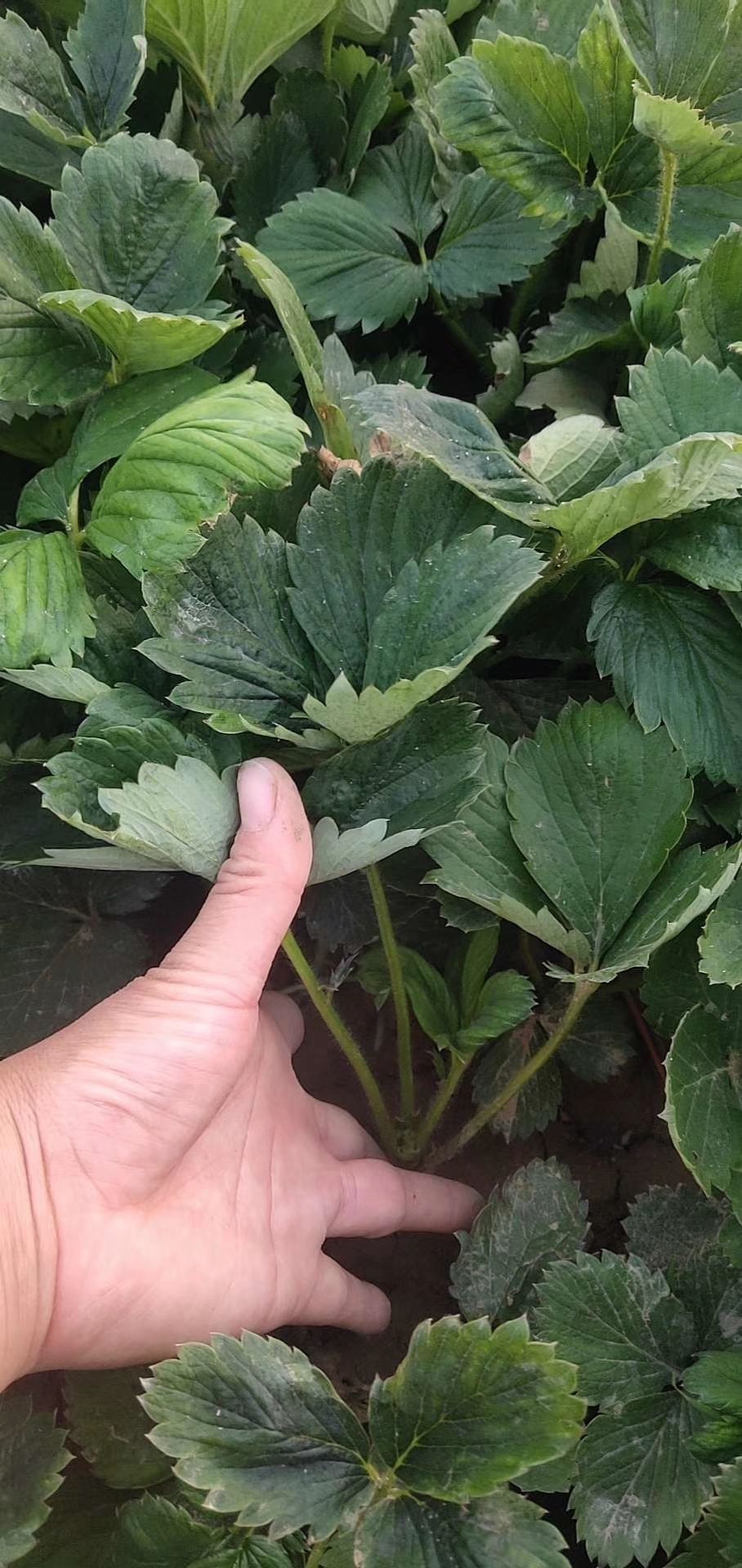 牛奶草莓苗 10~20公分 地栽苗