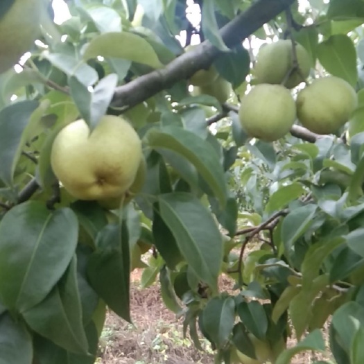 昆明 宝珠梨，被咧入国家非物质文化遗产