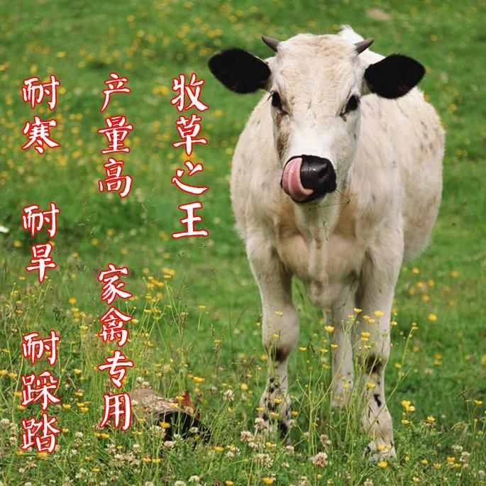 青绿饲料   串叶松香草种子 多年生猪牛羊鹅畜禽牧草籽 香槟