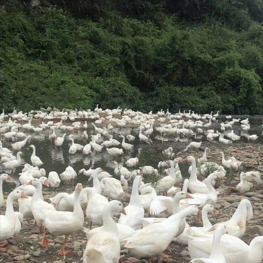 麻阳县 纯生态放养大白鹅