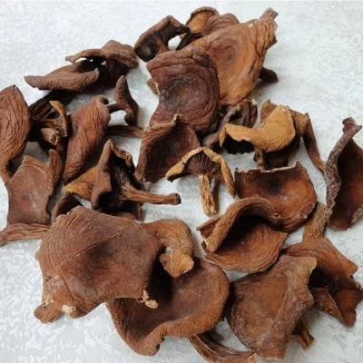 奶浆菌(野生红奶浆菌)