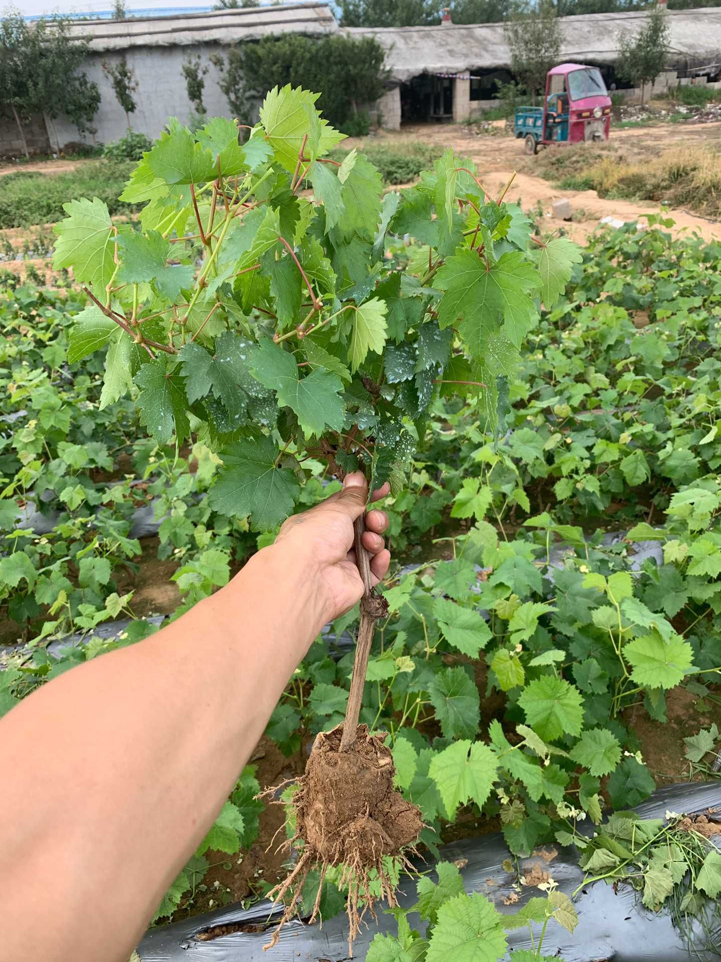  嫁接藤稔葡萄苗，当年结果，南北方种植，盆栽地栽