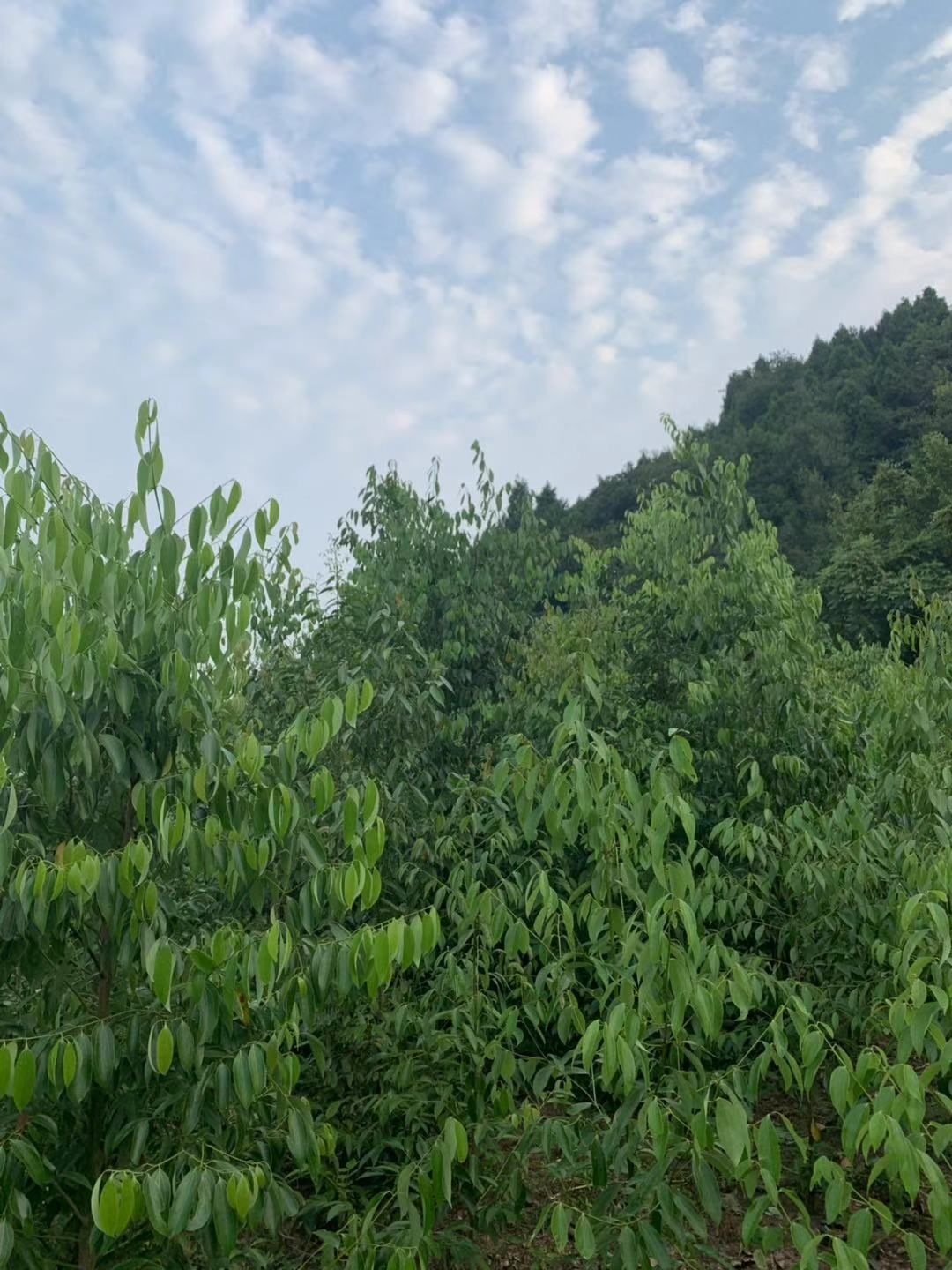 小叶樟 一次投入，终身受益，前途广阔，不愁销路。