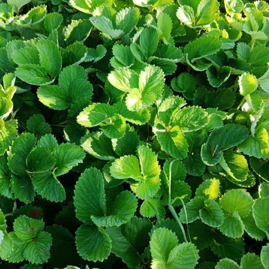 平邑县奶油草莓苗 草莓树苗奶油草莓果树苗南北方种植地栽盆栽当年结果
