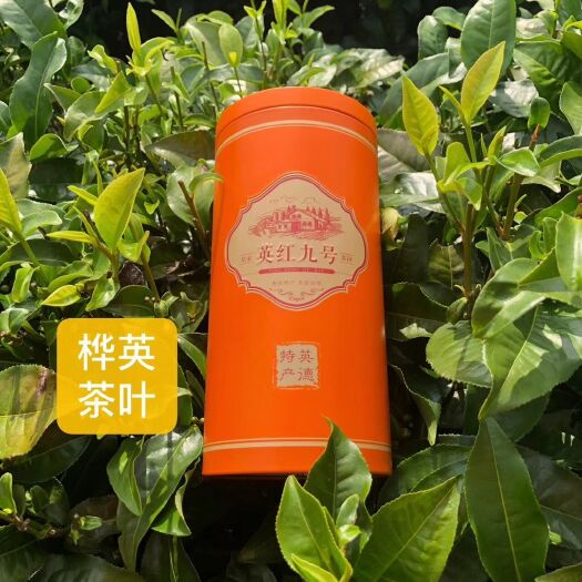 英德市 英红九号
