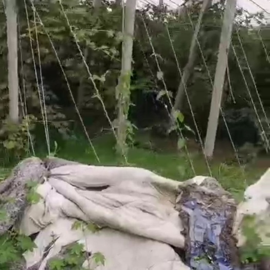 枣庄红巴拉多葡萄苗