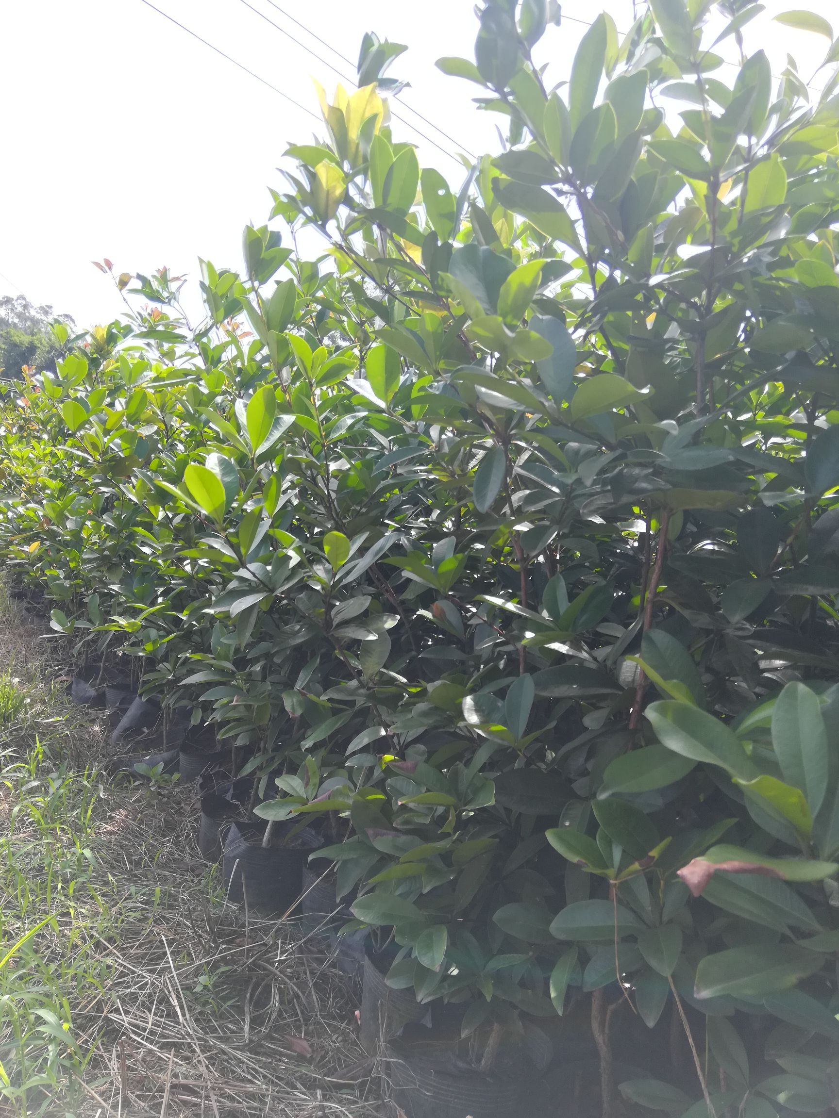 巴西樱桃苗  产量高 好种植 好管理