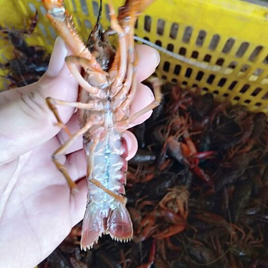 潜江市青壳小龙虾 肉质饱满 底板干净 价格美丽