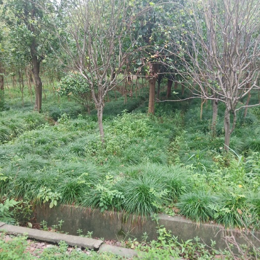 海宁市麦冬草 麦冬，金边麦冬，海棠