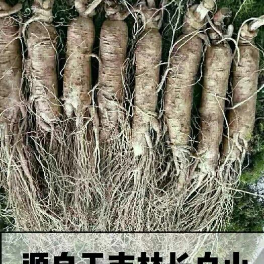 抚松县长白山人参  长白山鲜人参