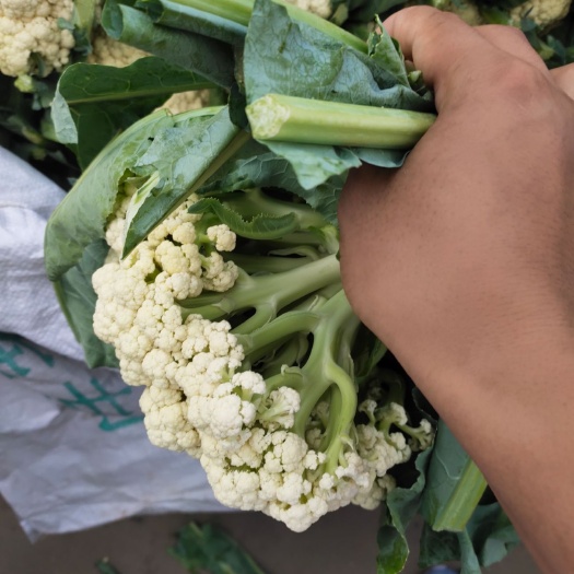 邯郸白花菜花  青梗散花